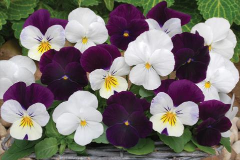 Photo de variété de fleurs à utiliser comme: Pot et Plante à massif Viola cornuta Sorbet™ Blackberry Sundae Mix XP