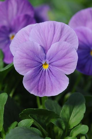 Photo de variété de fleurs à utiliser comme: Pot et Plante à massif Viola cornuta Sorbet™ Lavender Vein XP