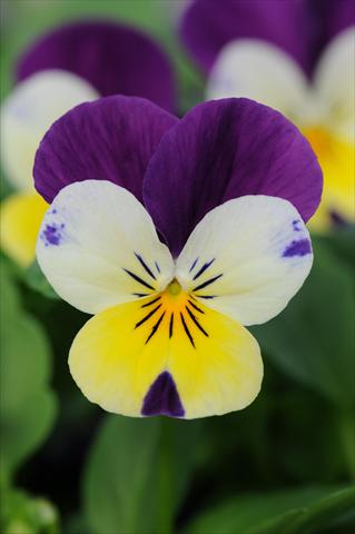 Photo de variété de fleurs à utiliser comme: Pot et Plante à massif Viola cornuta Sorbet™ Lemon Royal XP