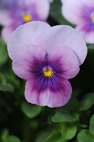 Photo de variété de fleurs à utiliser comme: Pot et Plante à massif Viola cornuta Sorbet™ Orchid Rose Beacon XP