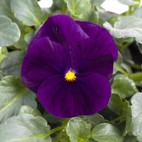 Photo de variété de fleurs à utiliser comme: Pot et Plante à massif Viola cornuta Sorbet™ Purple XP