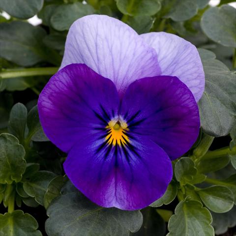 Photo de variété de fleurs à utiliser comme: Pot et Plante à massif Viola cornuta Sorbet™ Violet Beacon XP