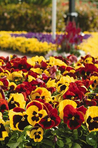 Photo de variété de fleurs à utiliser comme: Pot et Plante à massif Viola wittrockiana Matrix Autumn Blaze Mix