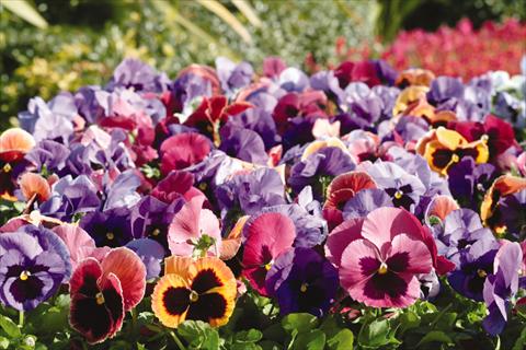 Photo de variété de fleurs à utiliser comme: Pot et Plante à massif Viola wittrockiana Matrix Coastal Sunrise Mix