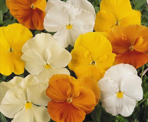 Photo de variété de fleurs à utiliser comme: Pot et Plante à massif Viola wittrockiana Matrix Daffodil Mix