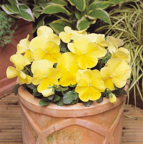 Photo de variété de fleurs à utiliser comme: Pot et Plante à massif Viola wittrockiana Matrix Lemon