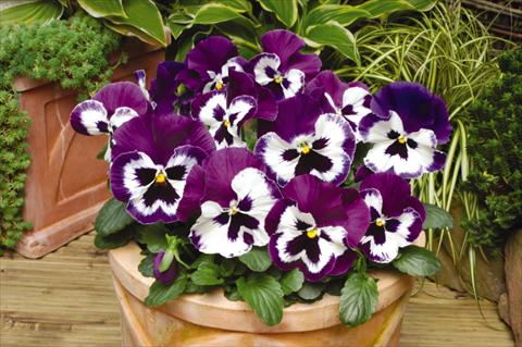 Photo de variété de fleurs à utiliser comme: Pot et Plante à massif Viola wittrockiana Matrix Purple & White