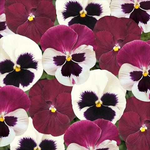 Photo de variété de fleurs à utiliser comme: Pot et Plante à massif Viola wittrockiana Matrix Raspberry Sundae Mix