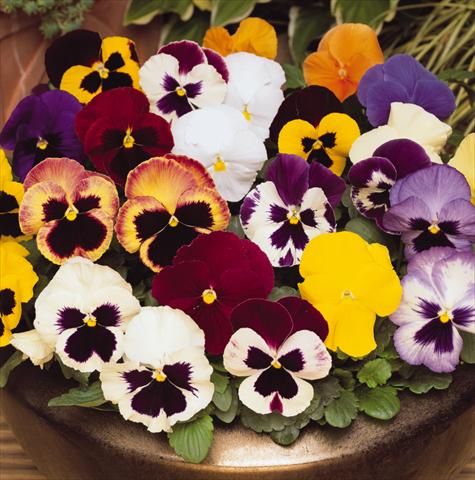 Photo de variété de fleurs à utiliser comme: Pot et Plante à massif Viola wittrockiana Matrix Select Mix