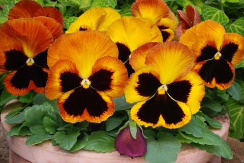 Photo de variété de fleurs à utiliser comme: Pot et Plante à massif Viola wittrockiana Matrix Sunset