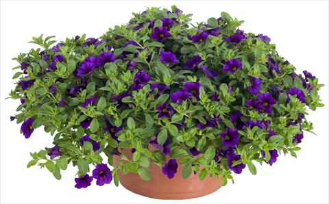 Photo de variété de fleurs à utiliser comme: Pot et Plante à massif Calibrachoa Lindura® Indigo