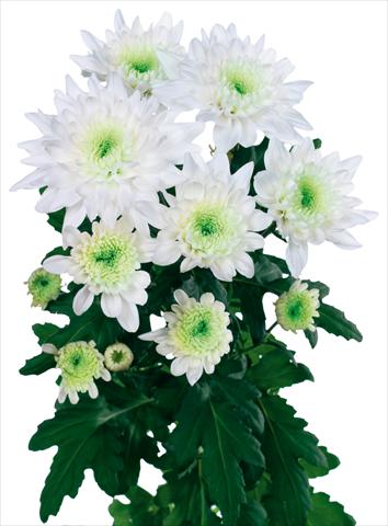 Photo de variété de fleurs à utiliser comme: Fleur coupée Chrysanthemum Arctic Queen