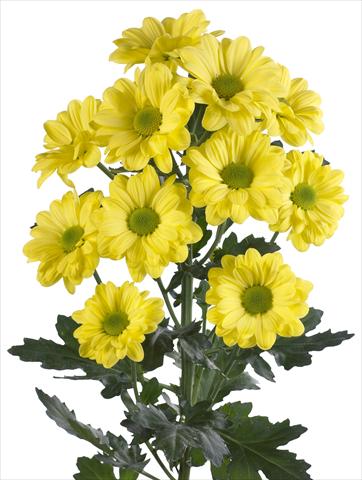 Photo de variété de fleurs à utiliser comme: Fleur coupée Chrysanthemum Bacardi Yellow