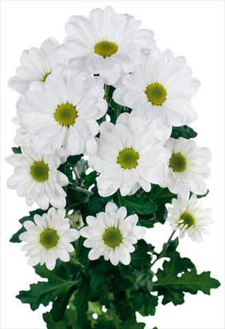 Photo de variété de fleurs à utiliser comme: Fleur coupée Chrysanthemum Bacardi