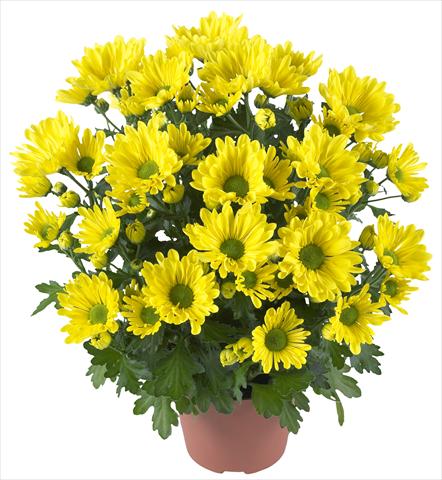 Photo de variété de fleurs à utiliser comme: Pot et Plante à massif Chrysanthemum Breeze Yellow