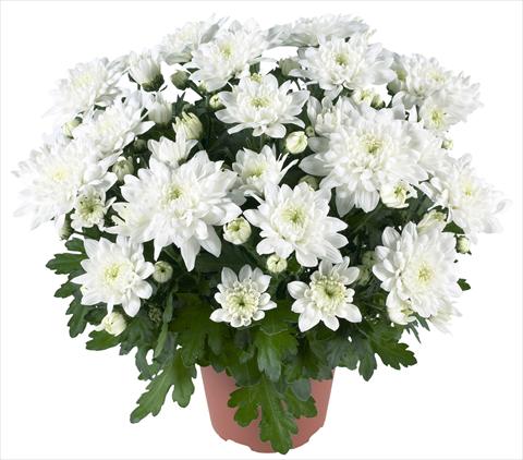 Photo de variété de fleurs à utiliser comme: Pot et Plante à massif Chrysanthemum Chrystal White