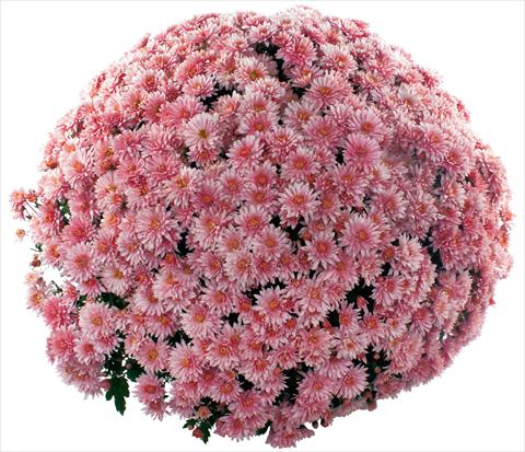 Photo de variété de fleurs à utiliser comme: Pot et Plante à massif Chrysanthemum multiflora Pamplona Jogger