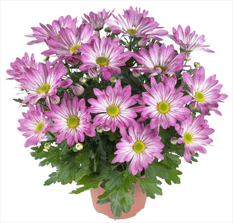 Photo de variété de fleurs à utiliser comme: Pot et Plante à massif Chrysanthemum Rainbow Rosy