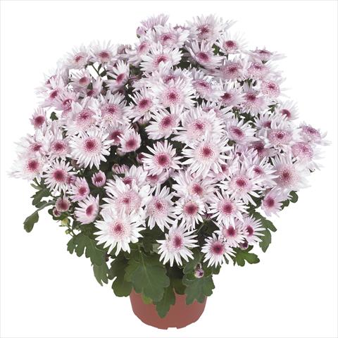 Photo de variété de fleurs à utiliser comme: Pot et Plante à massif Chrysanthemum Splash Sweet