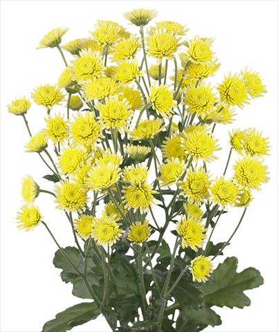 Photo de variété de fleurs à utiliser comme: Fleur coupée Chrysanthemum Stallion Yellow