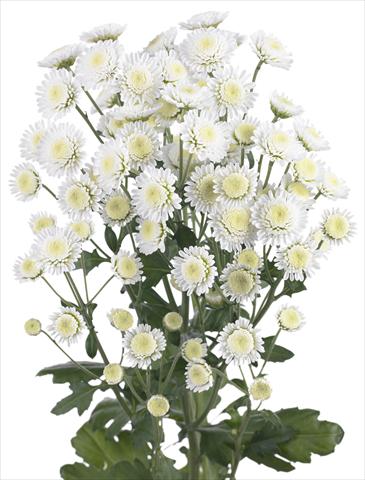 Photo de variété de fleurs à utiliser comme: Fleur coupée Chrysanthemum Stallion