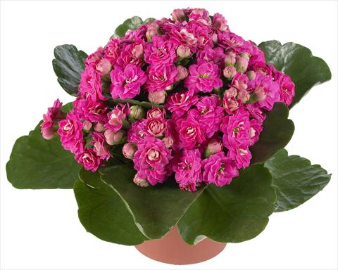Photo de variété de fleurs à utiliser comme: Pot et Plante à massif Kalanchoe Calandiva® Foster