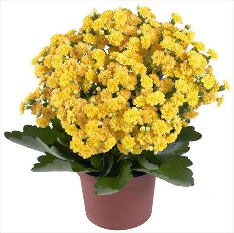 Photo de variété de fleurs à utiliser comme: Pot et Plante à massif Kalanchoe Calandiva® Jamaica