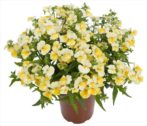 Photo de variété de fleurs à utiliser comme: Plante à massif, pot ou Suspension Nemesia Angelart® Pineapple