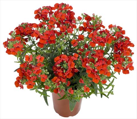 Photo de variété de fleurs à utiliser comme: Plante à massif, pot ou Suspension Nemesia Angelart® Strawberry