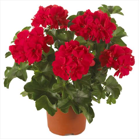 Photo de variété de fleurs à utiliser comme: Pot, patio, Suspension Pelargonium peltatum Dancing Idols® Scarlet