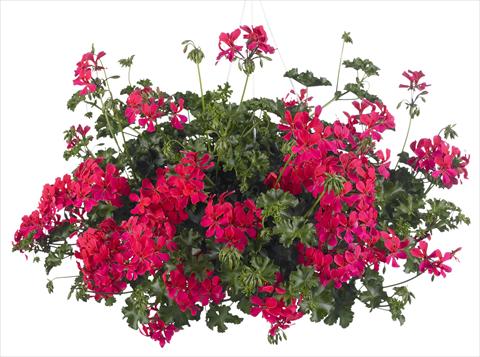 Photo de variété de fleurs à utiliser comme: Pot, patio, Suspension Pelargonium peltatum Grand Idols® Neon