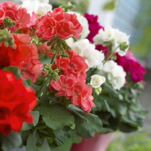 Photo de variété de fleurs à utiliser comme: Patio, pot Pelargonium zonale Master Idols® Mix
