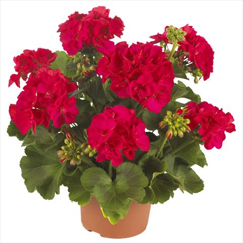 Photo de variété de fleurs à utiliser comme: Patio, pot Pelargonium zonale Summer Idols® Cerise