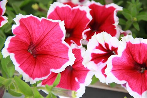Photo de variété de fleurs à utiliser comme: Pot, patio, Suspension Petunia Fortunia® Pink Picotee