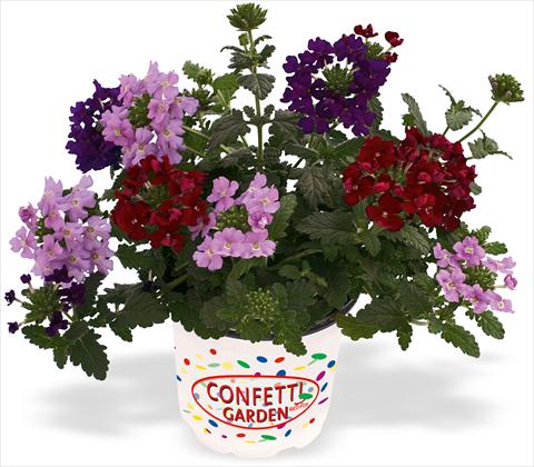 Photo de variété de fleurs à utiliser comme: Pot, patio, Suspension 3 Combo RED FOX Confetti Garden Empress Royal Flush