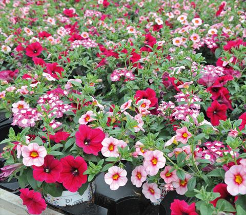 Photo de variété de fleurs à utiliser comme: Pot, patio, Suspension 3 Combo RED FOX Confetti Garden Hot Pink Jazz