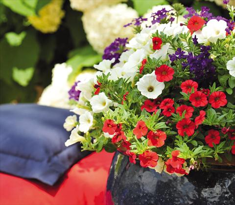 Photo de variété de fleurs à utiliser comme: Pot, patio, Suspension 3 Combo RED FOX Confetti Garden Patriot
