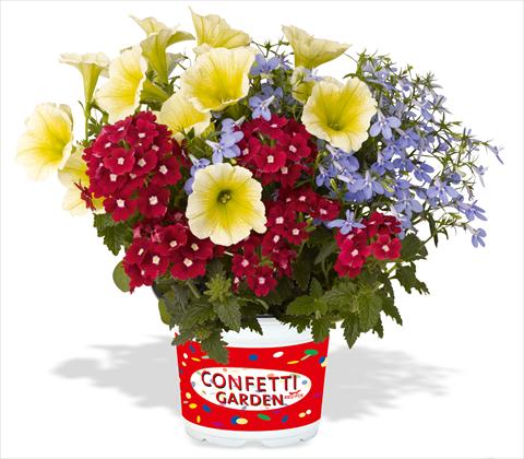Photo de variété de fleurs à utiliser comme: Pot, patio, Suspension 3 Combo RED FOX Confetti Garden Water Colours