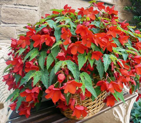 Photo de variété de fleurs à utiliser comme: Pot, patio, Suspension Begonia Carmina Red