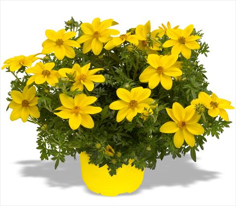 Photo de variété de fleurs à utiliser comme: Pot, patio, Suspension Bidens ferulifolia Bidy Gonzales Big
