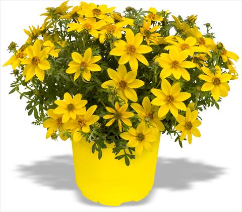 Photo de variété de fleurs à utiliser comme: Pot, patio, Suspension Bidens ferulifolia Bidy Gonzales Trailing