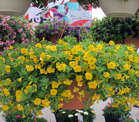 Photo de variété de fleurs à utiliser comme: Pot, patio, Suspension Calibrachoa RED FOX Aloha® Canary Yellow