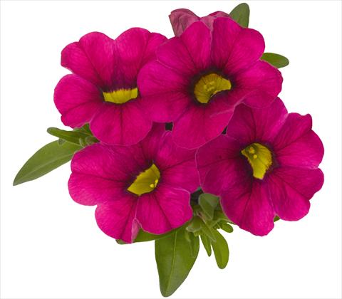 Photo de variété de fleurs à utiliser comme: Pot, patio, Suspension Calibrachoa RED FOX Aloha® Neon