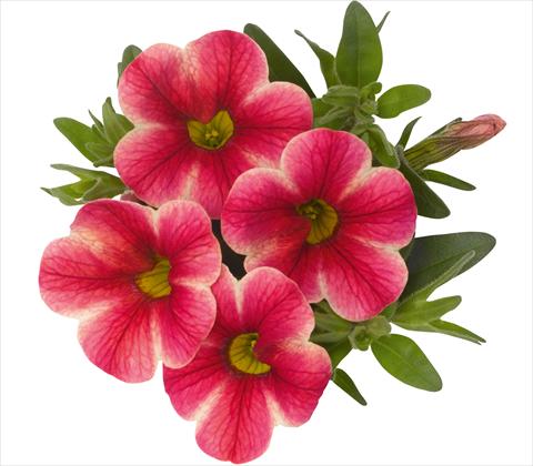 Photo de variété de fleurs à utiliser comme: Pot, patio, Suspension Calibrachoa RED FOX Aloha® Pink Volcano