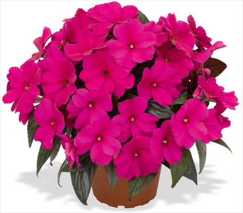 Photo de variété de fleurs à utiliser comme: Pot et Plante à massif Impatiens N. Guinea RED FOX Magnum Blue