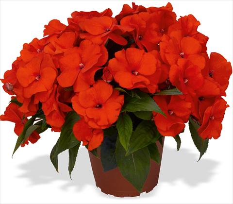Photo de variété de fleurs à utiliser comme: Pot et Plante à massif Impatiens N. Guinea RED FOX Magnum Fire
