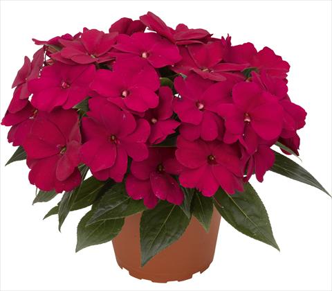 Photo de variété de fleurs à utiliser comme: Pot et Plante à massif Impatiens N. Guinea RED FOX Petticoat Aubergine