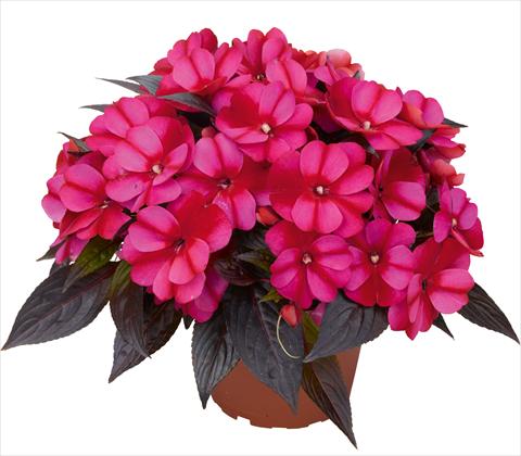 Photo de variété de fleurs à utiliser comme: Pot et Plante à massif Impatiens N. Guinea RED FOX Petticoat Bluestar