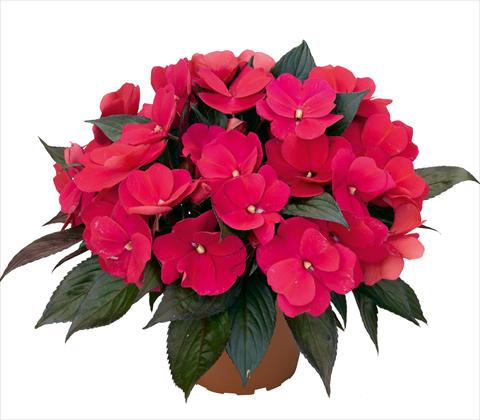 Photo de variété de fleurs à utiliser comme: Pot et Plante à massif Impatiens N. Guinea RED FOX Petticoat Neon Night