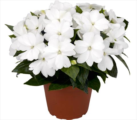 Photo de variété de fleurs à utiliser comme: Pot et Plante à massif Impatiens N. Guinea RED FOX Petticoat White